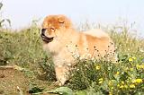 CHOW CHOW 284